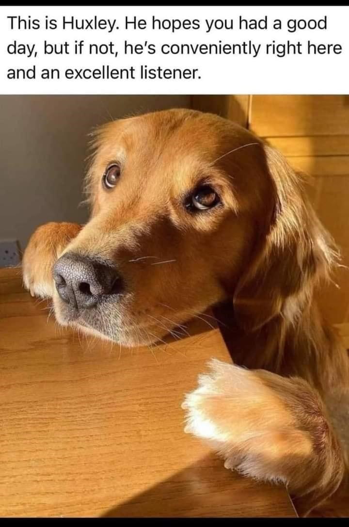 This is Huxley. He hopes you had a good day, but if not, he's conveniently right here and an excellent listener.