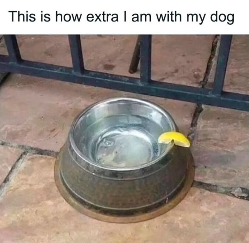 This is how extra I am with my dog