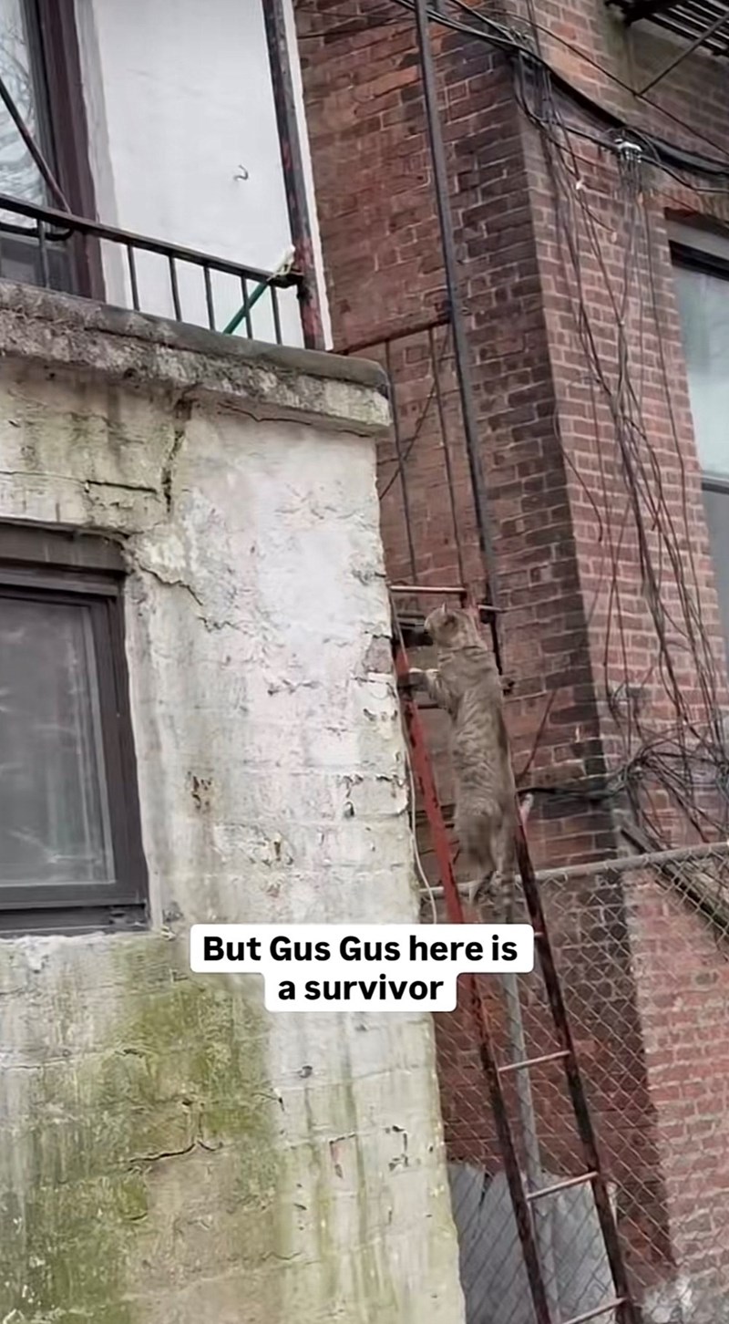 But Gus Gus here is a survivor