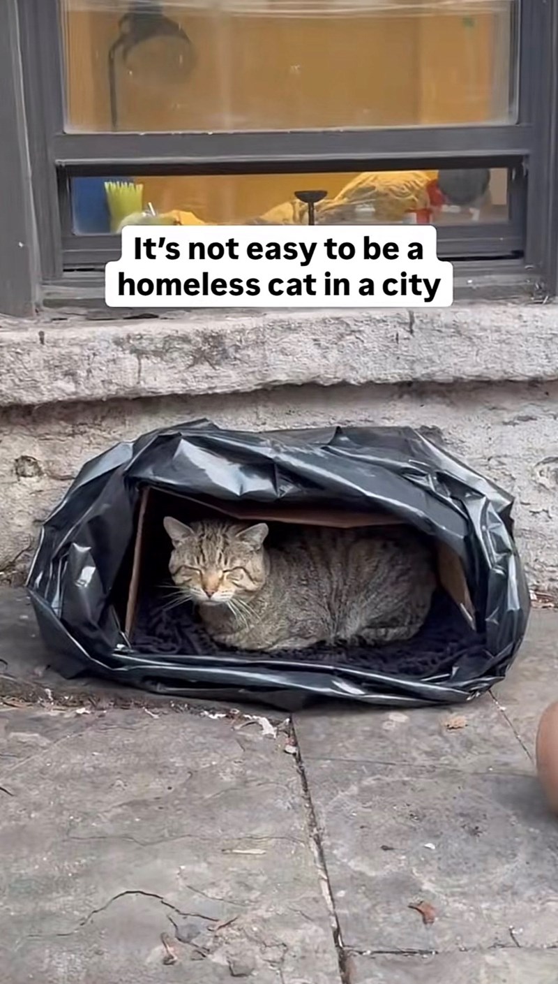 It's not easy to be a homeless cat in a city
