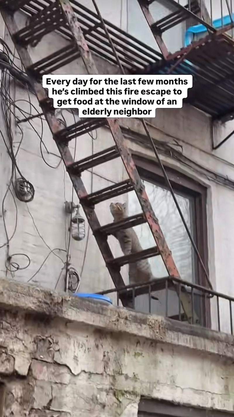 Every day for the last few months he's climbed this fire escape to get food at the window of an elderly neighbor WW
