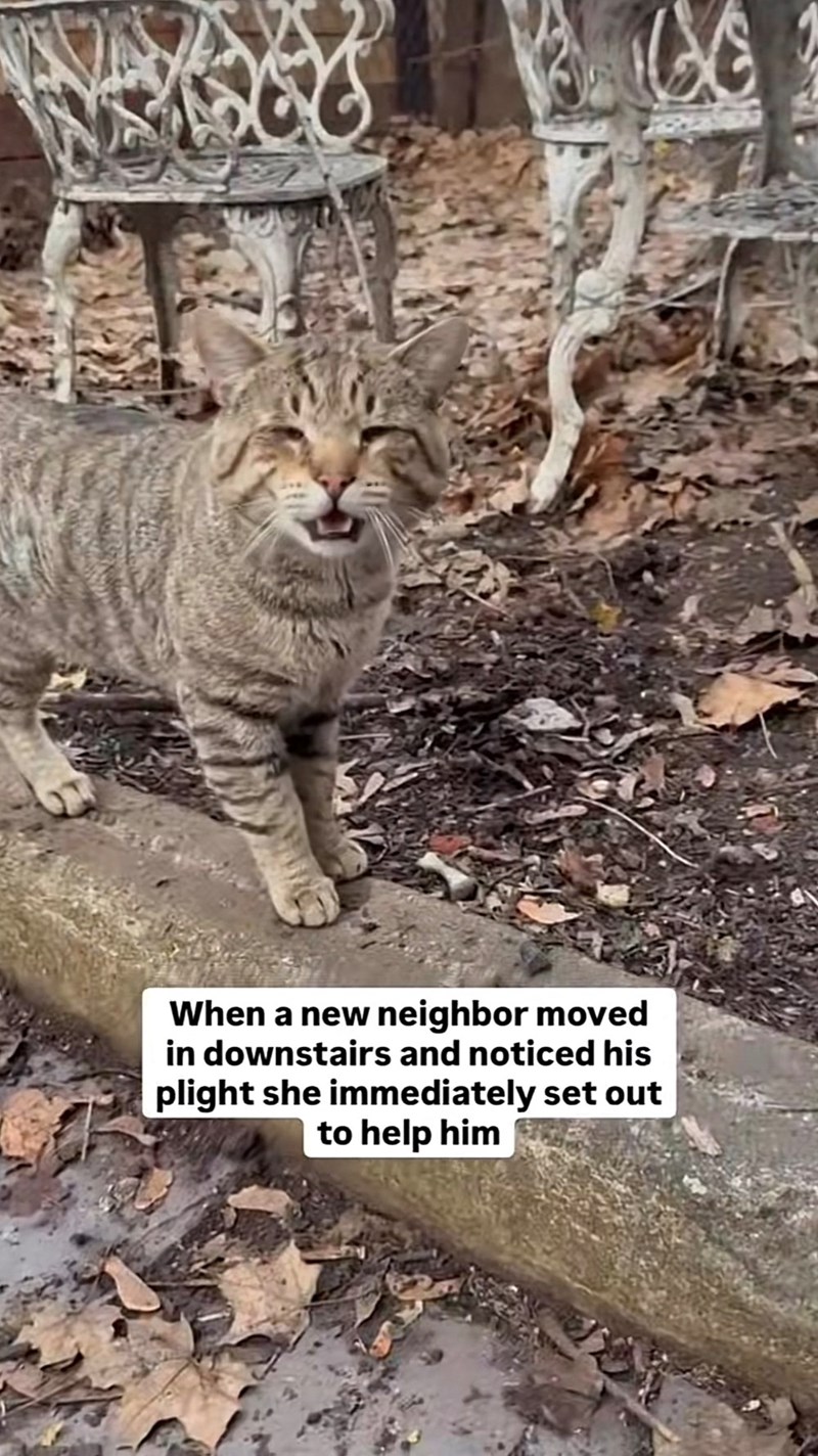 When a new neighbor moved in downstairs and noticed his plight she immediately set out to help him