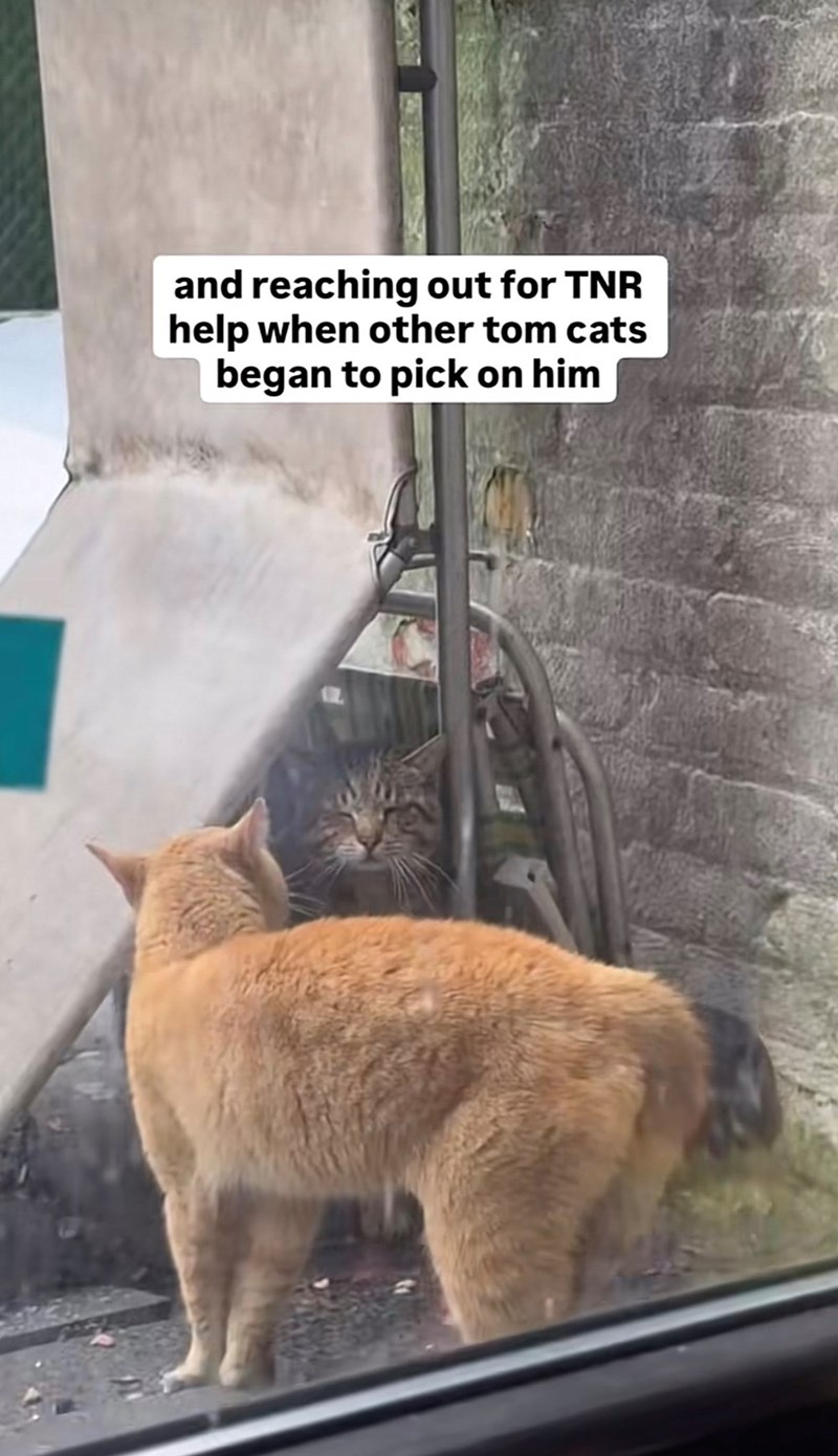 and reaching out for TNR help when other tom cats began to pick on him