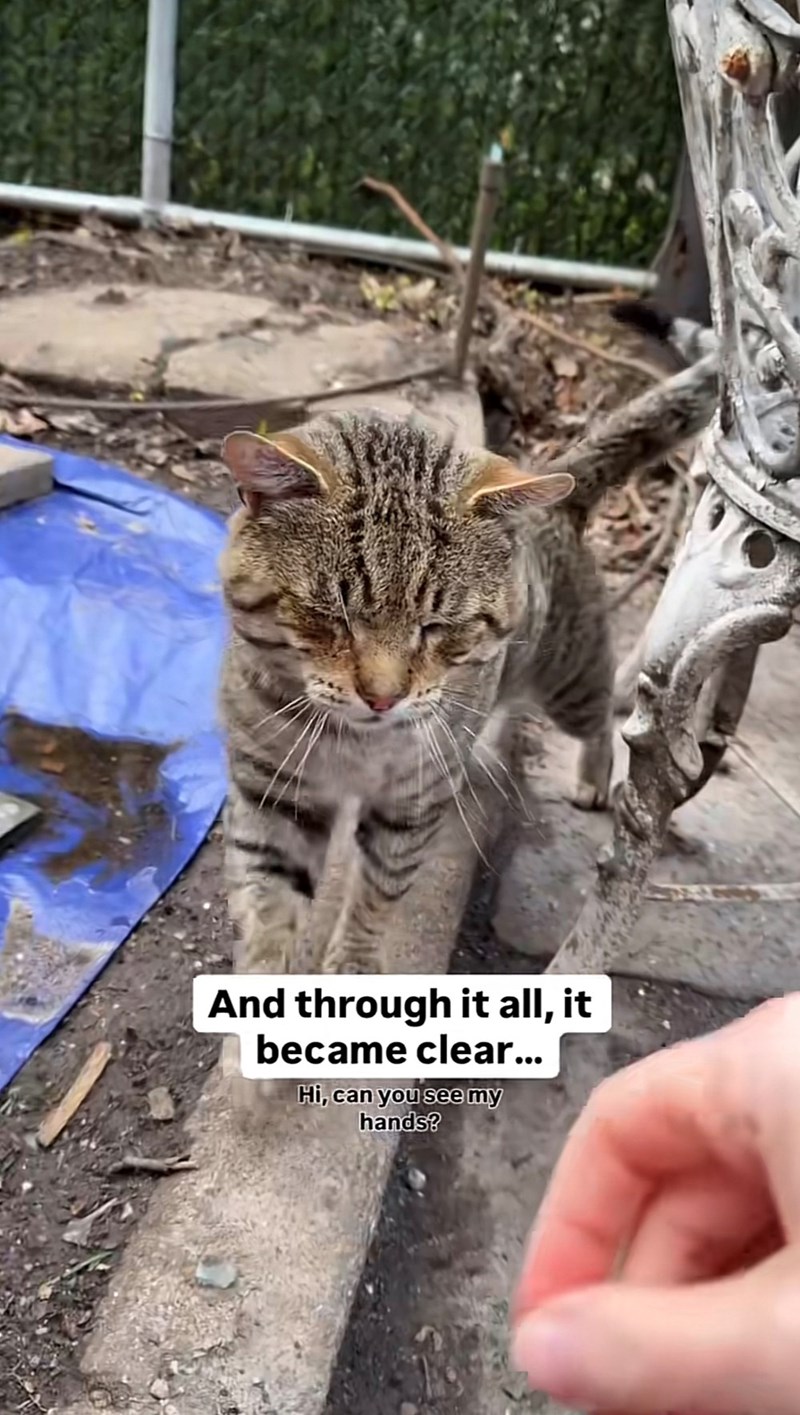 And through it all, it became clear... Hi, can you see my hands?