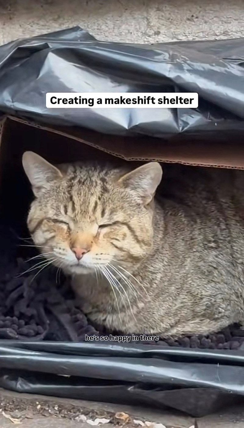 Creating a makeshift shelter he's so happy in there