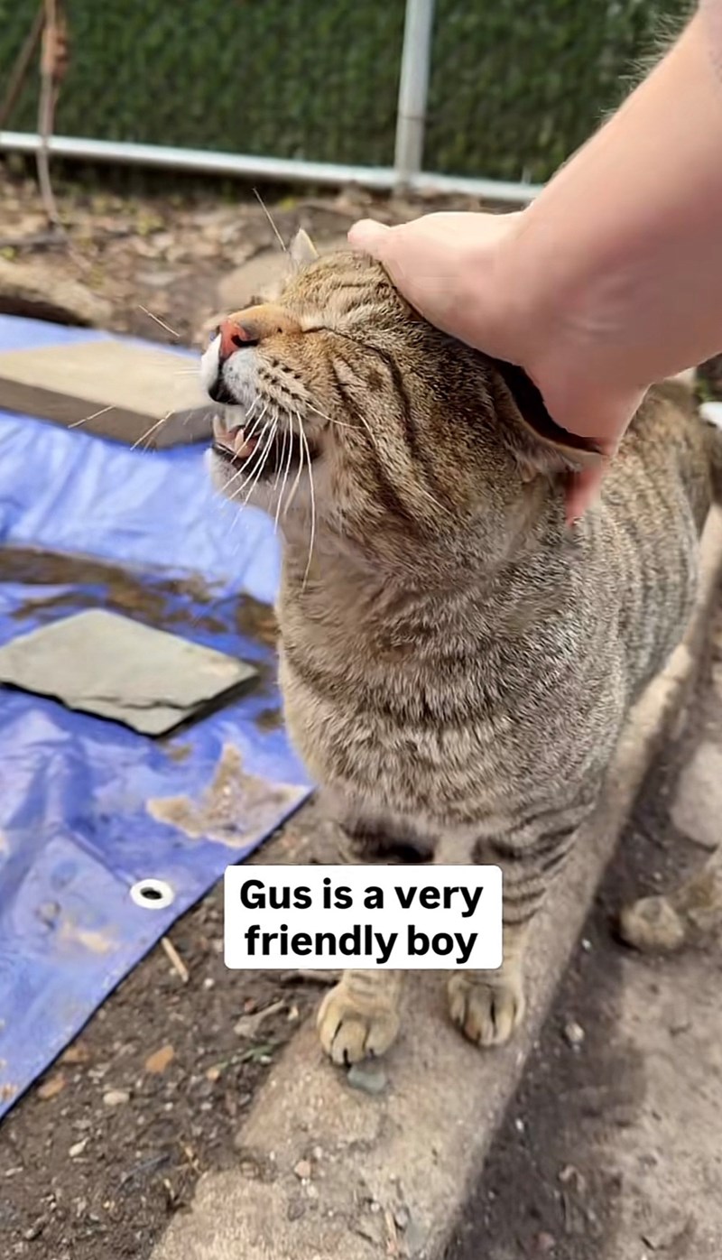 Gus is a very friendly boy