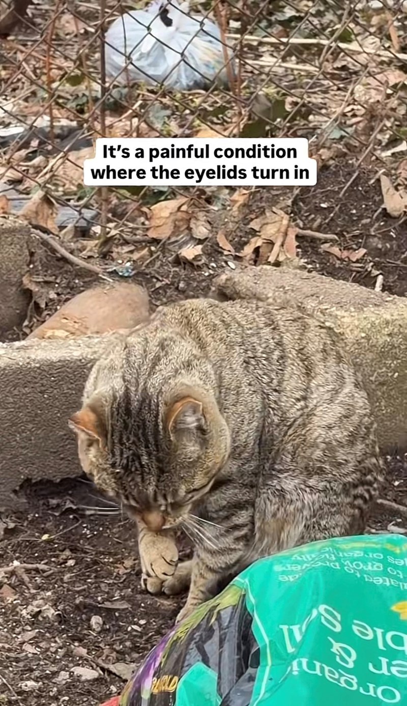 Organi er & ple S dated to Al de to grow Provers es organi where the eyelids turn in It's a painful condition