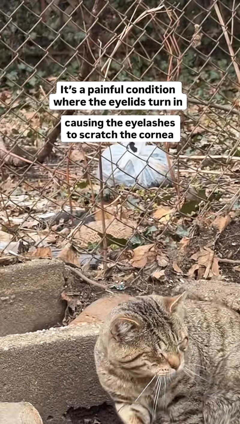 It's a painful condition where the eyelids turn in causing the eyelashes to scratch the cornea