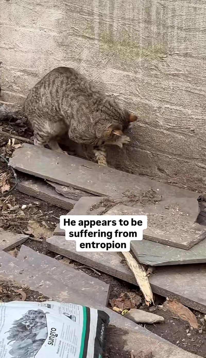 sungro He appears to be suffering from entropion