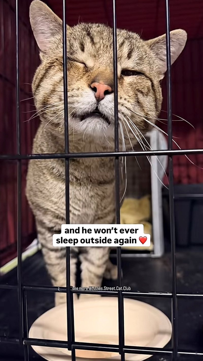 and he won't ever sleep outside again see more GLizzies.Street.Cat.Club