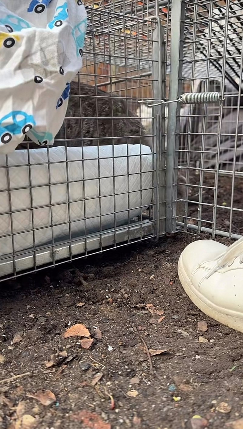 Cheezburger Image 10625881088