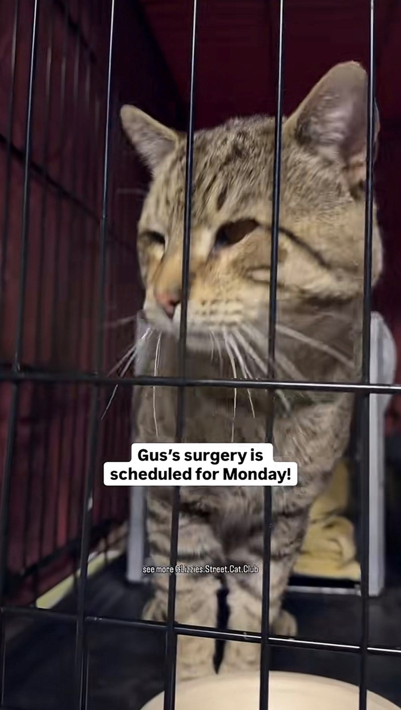 Gus's surgery is scheduled for Monday! see more GLizzies.Street.Cat.Club