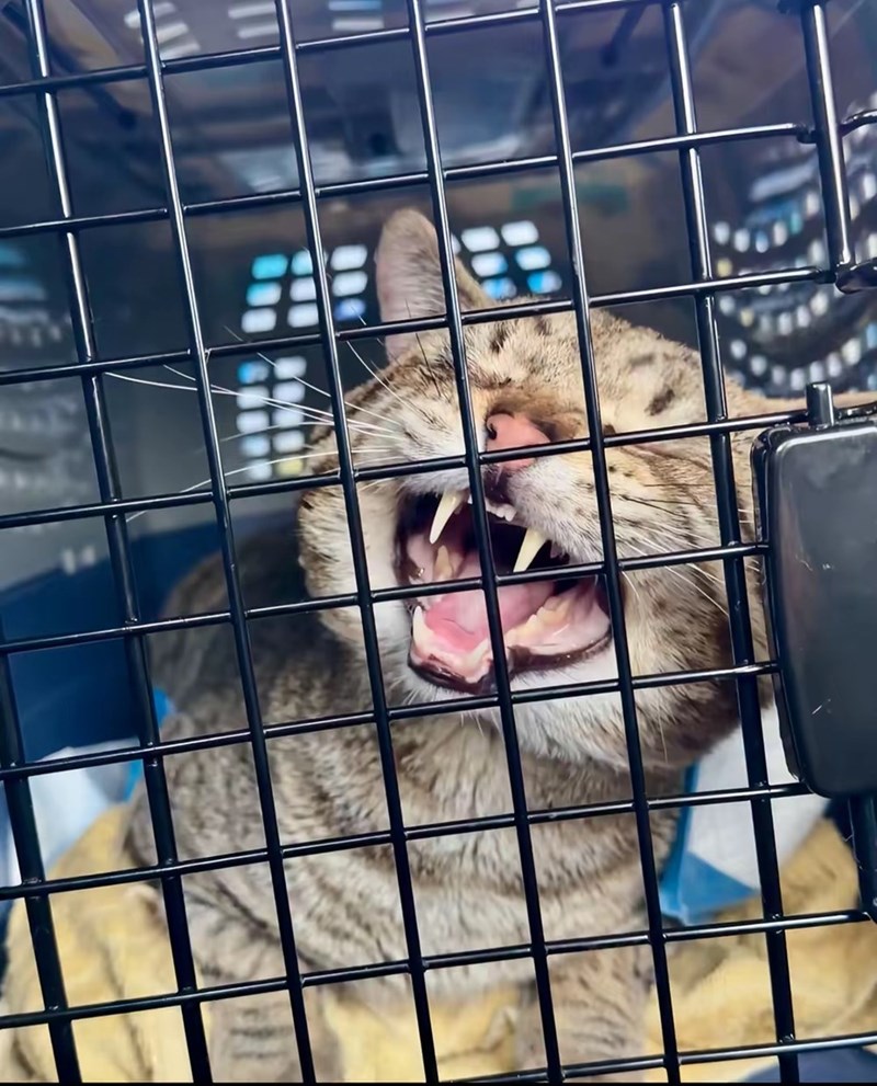 Cheezburger Image 10625882624