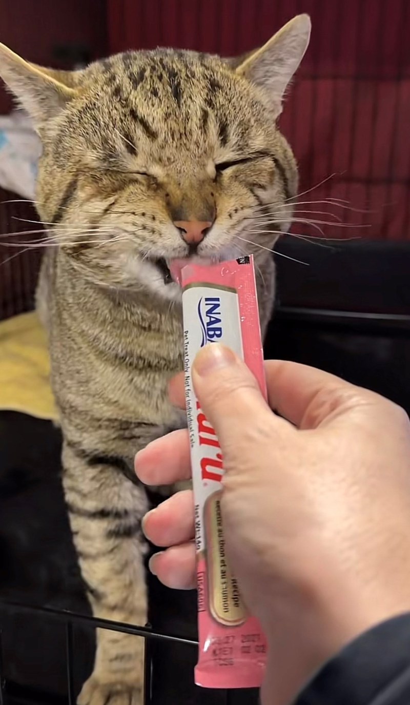 EN INAB aru Pet Treat Only. Not for individual Sale Recipe wecrite au thon et au sumon