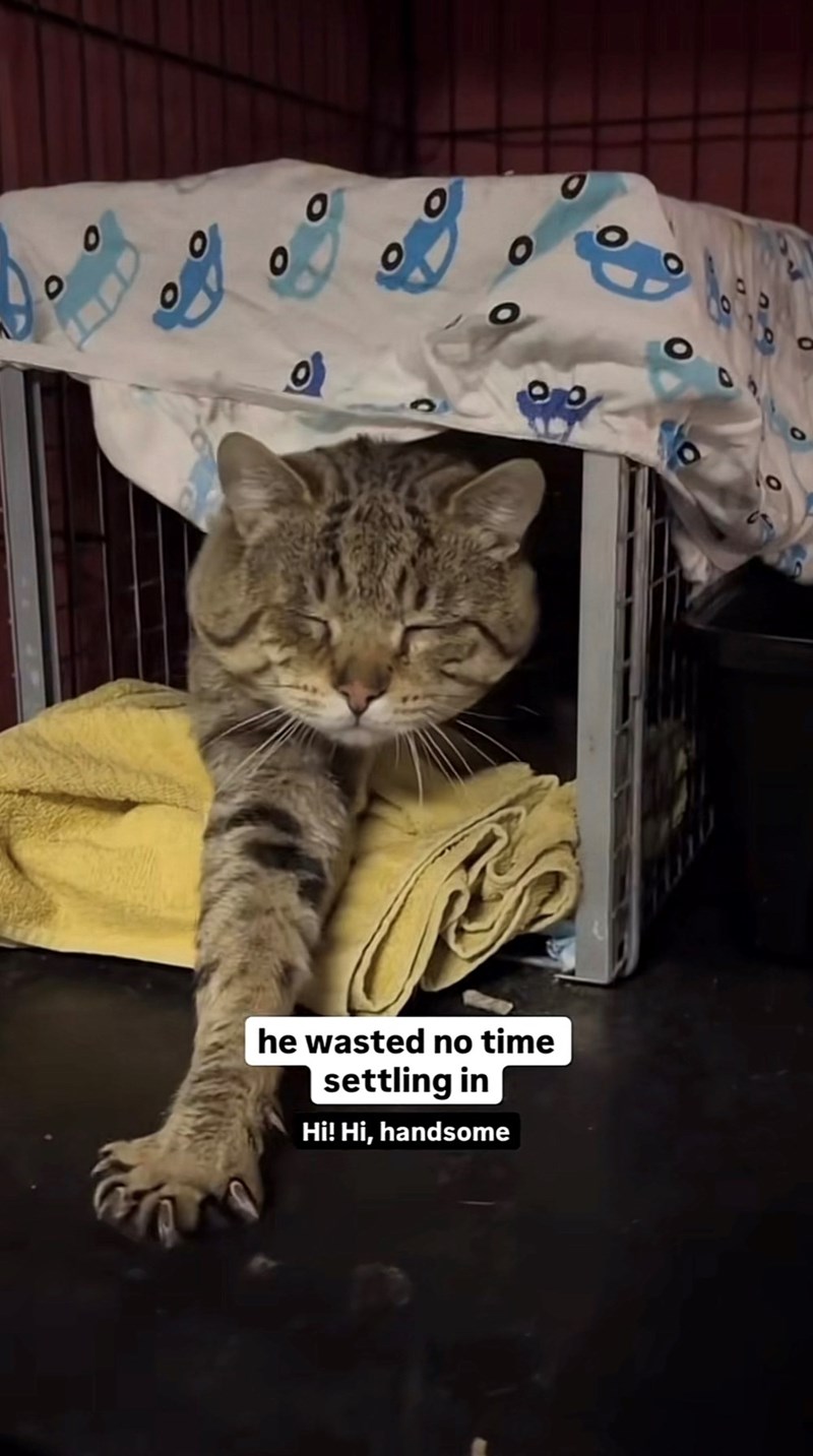 0 0 0 0 he wasted no time settling in Hi! Hi, handsome