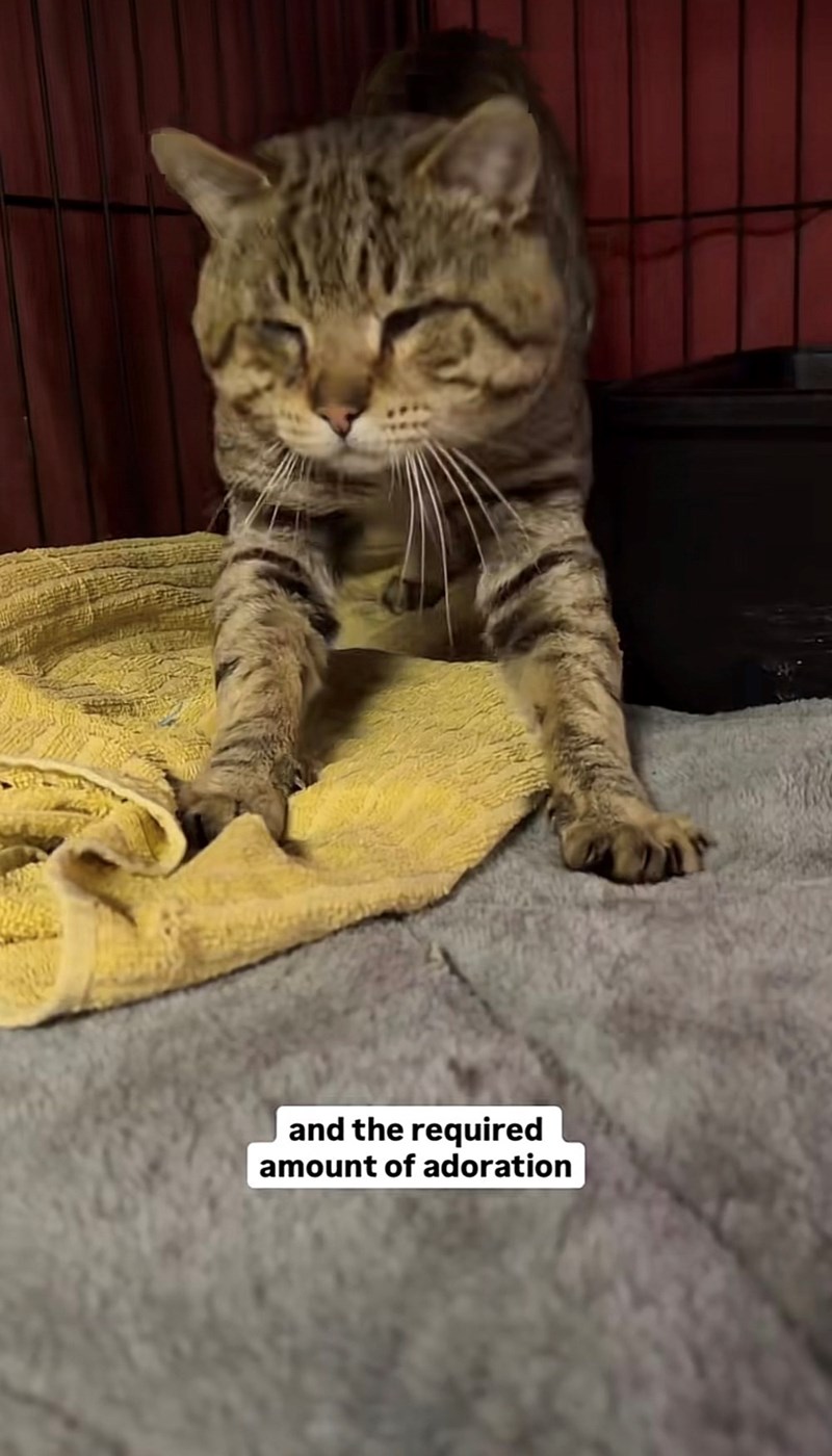 and the required amount of adoration