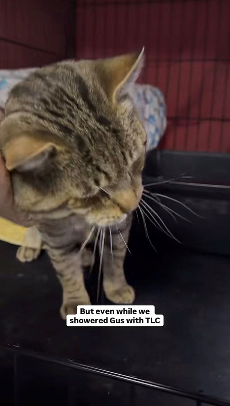 But even while we showered Gus with TLC