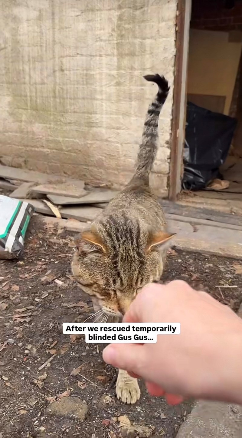 After we rescued temporarily blinded Gus Gus...