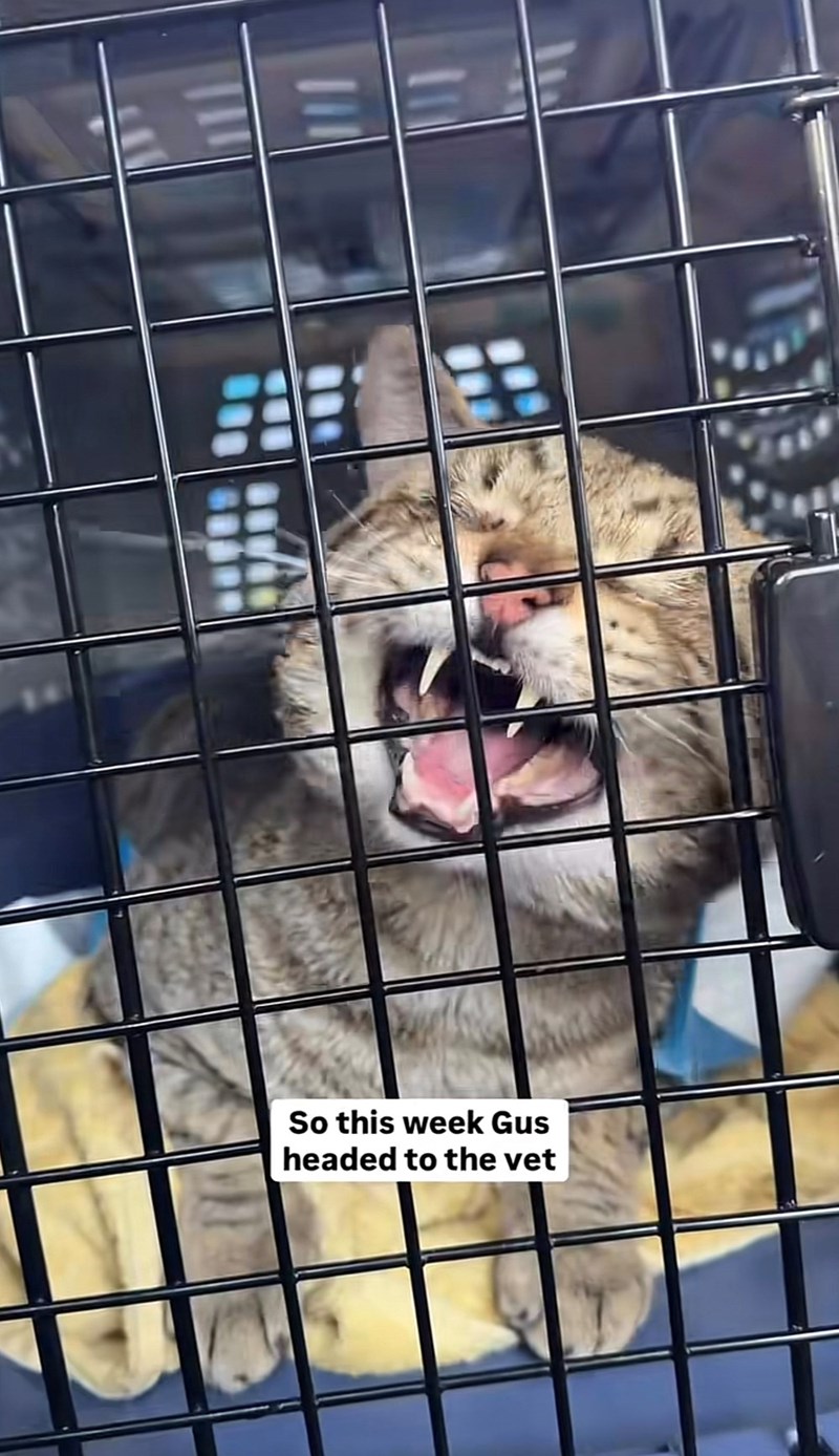 So this week Gus headed to the vet