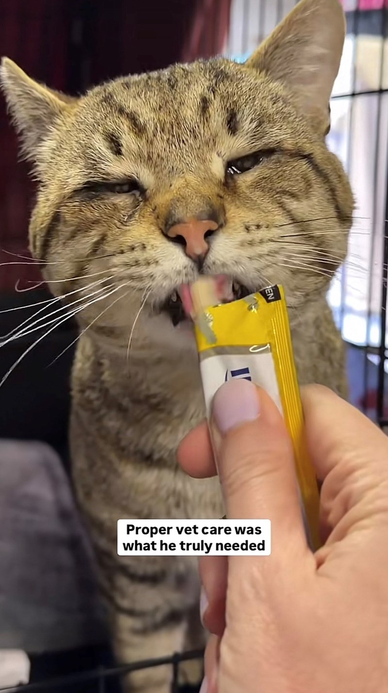 Proper vet care was what he truly needed