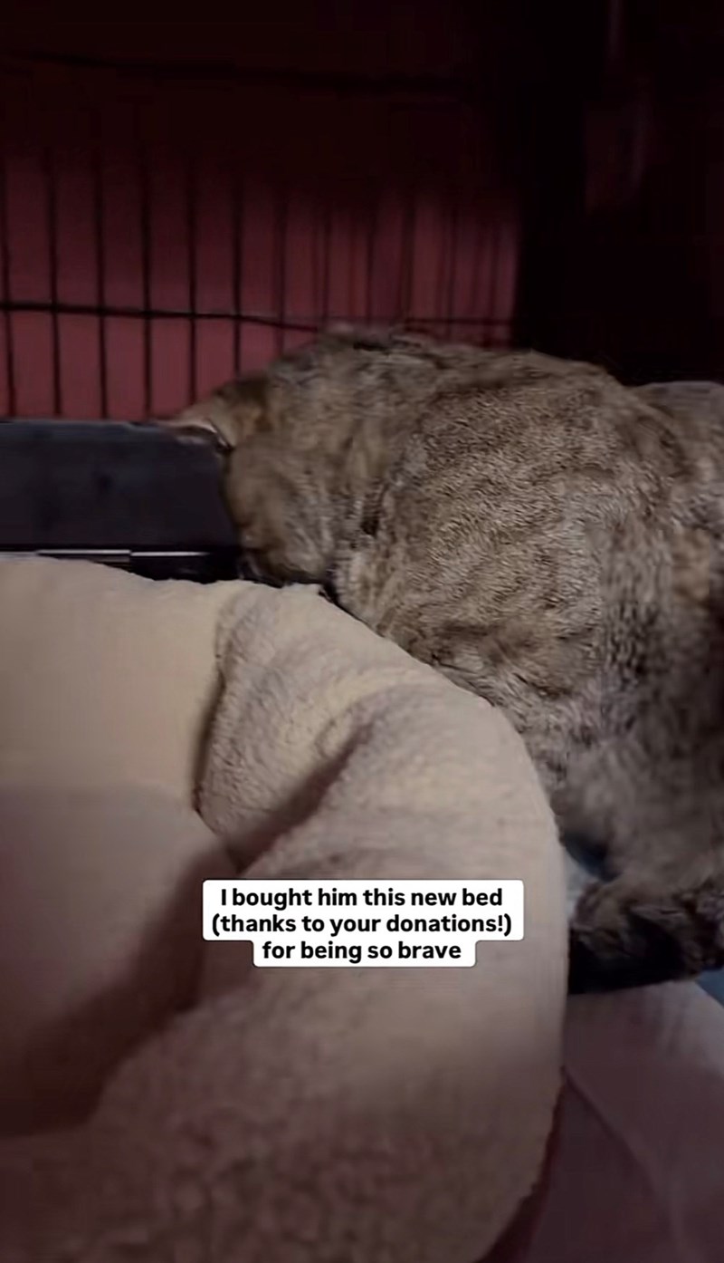 I bought him this new bed (thanks to your donations!) for being so brave