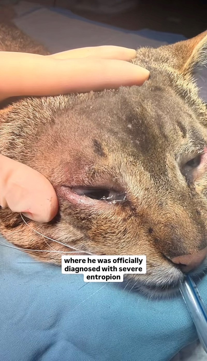 where he was officially diagnosed with severe entropion