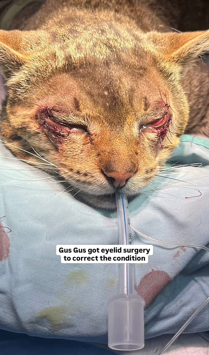 Gus Gus got eyelid surgery to correct the condition