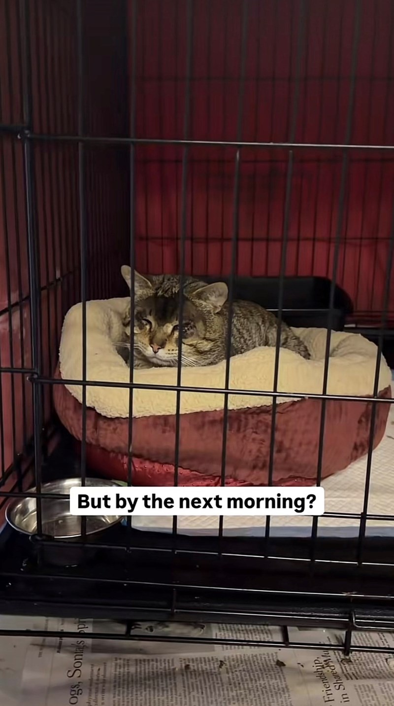 ogs, Sonta's pr Friendship, in Shared Mu But by the next morning?