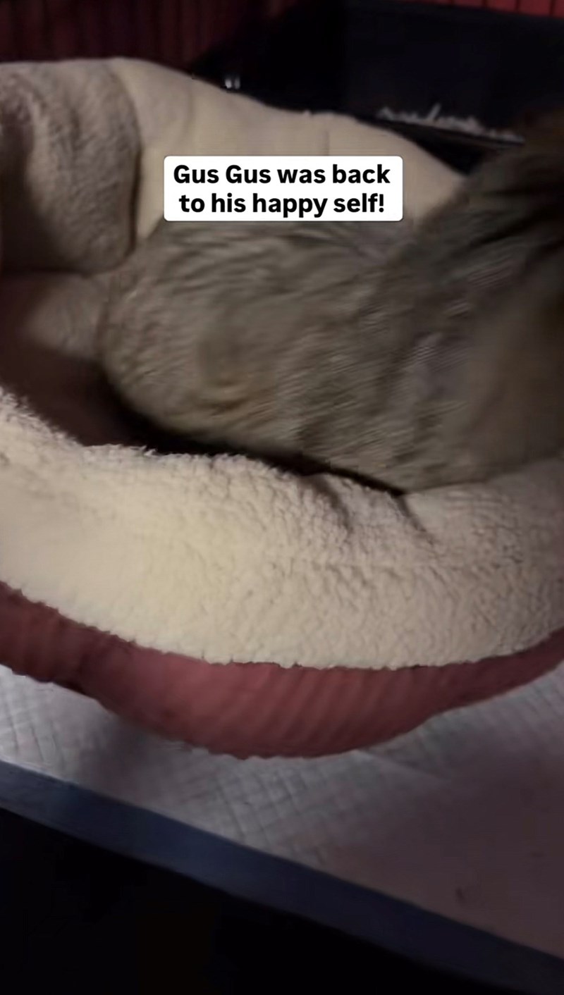 Gus Gus was back to his happy self!