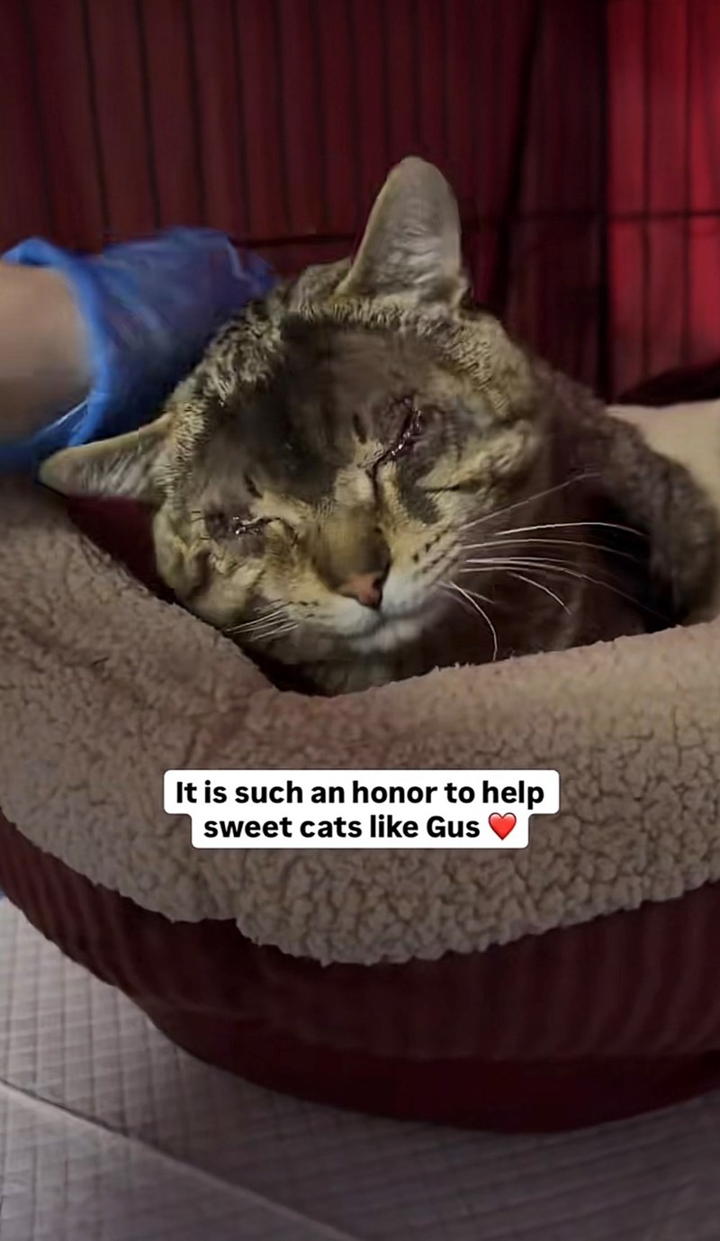It is such an honor to help sweet cats like Gus