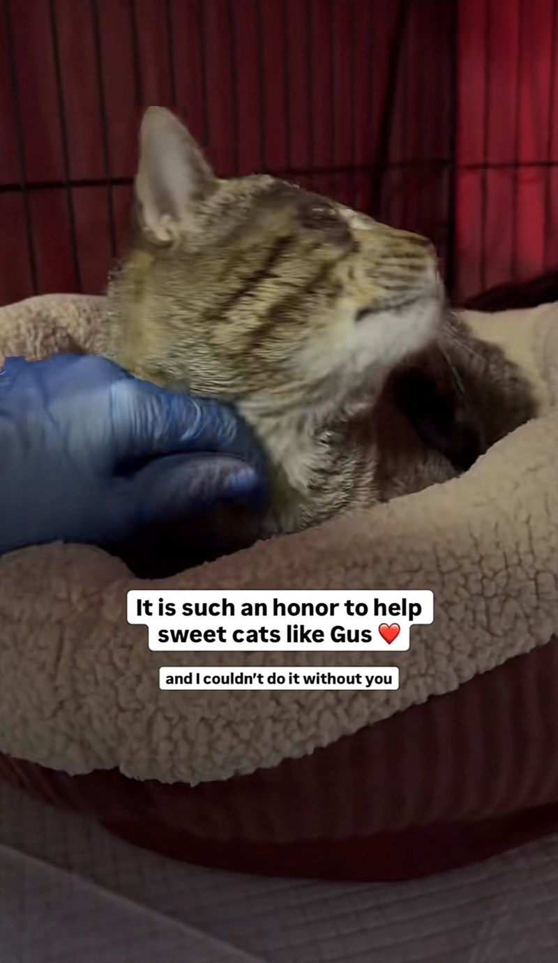 It is such an honor to help sweet cats like Gus and I couldn't do it without you