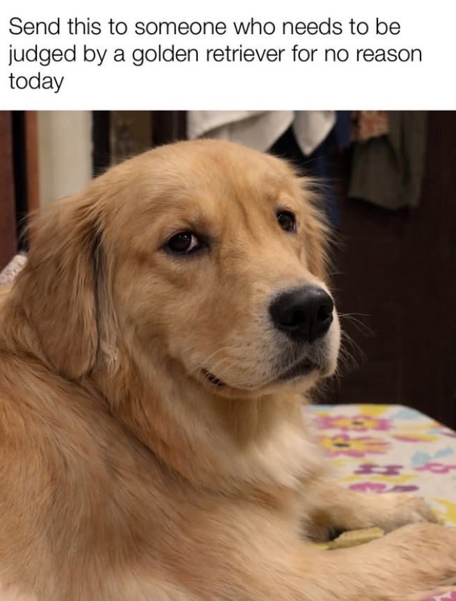 Send this to someone who needs to be judged by a golden retriever for no reason today