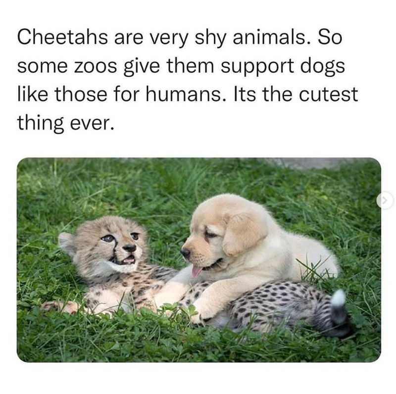 Cheetahs are very shy animals. So some zoos give them support dogs like those for humans. Its the cutest thing ever.