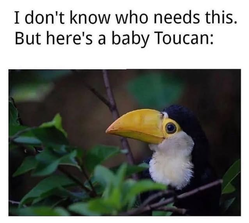 I don't know who needs this. But here's a baby Toucan: