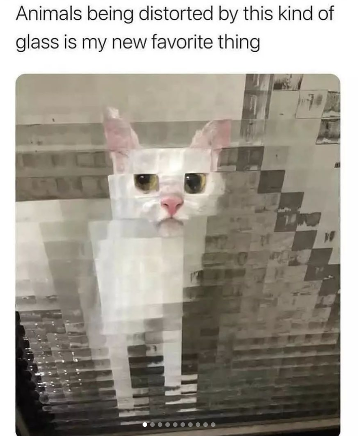 Animals being distorted by this kind of glass is my new favorite thing