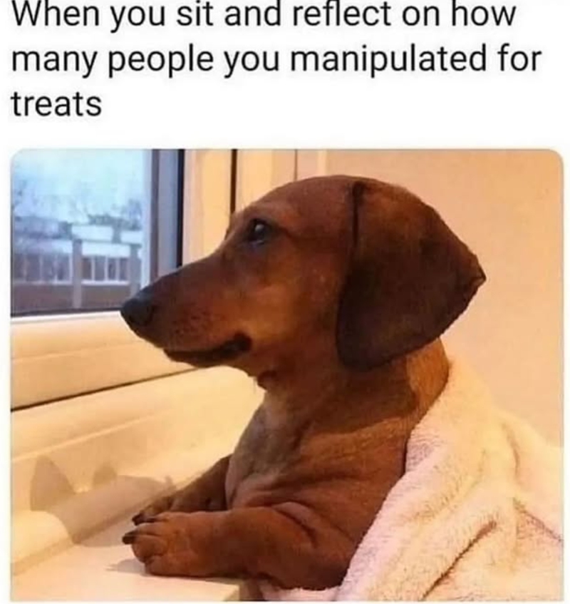 When you sit and reflect on how many people you manipulated for treats