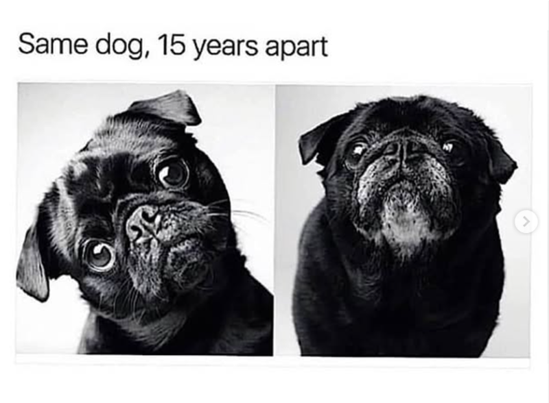 Same dog, 15 years apart <