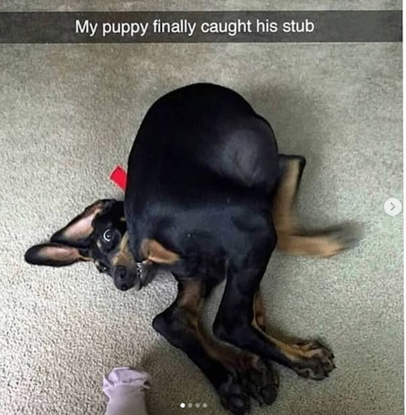 My puppy finally caught his stub