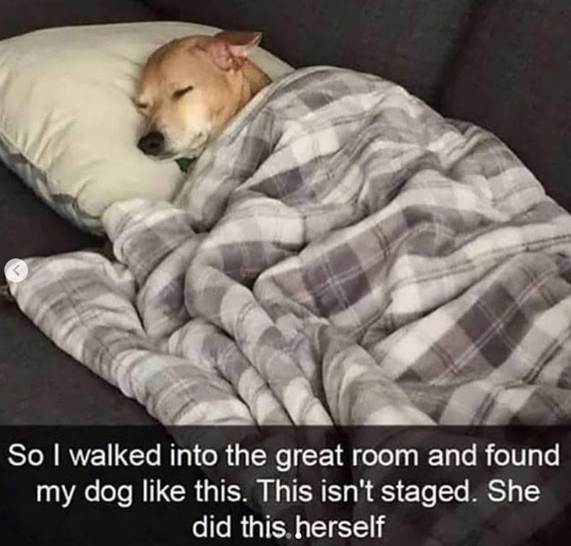 < So I walked into the great room and found my dog like this. This isn't staged. She did this herself