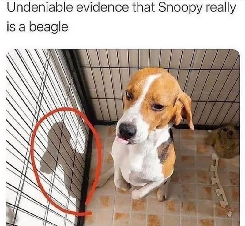 Undeniable evidence that Snoopy really is a beagle