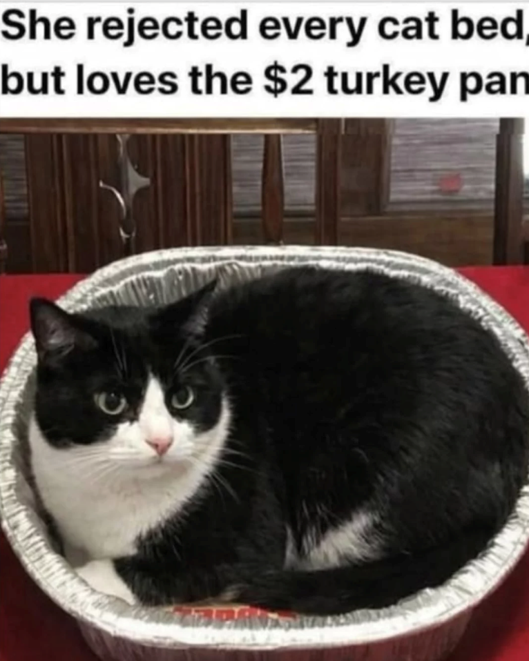 She rejected every cat bed, but loves the $2 turkey pan