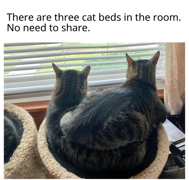 There are three cat beds in the room. No need to share.