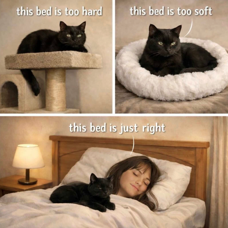 this bed is too hard this bed is too soft this bed is just right