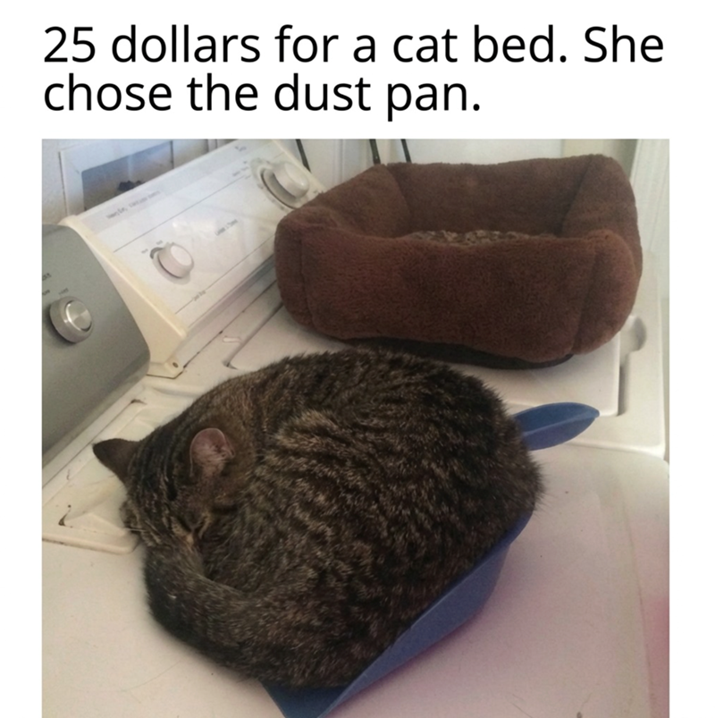 25 dollars for a cat bed. She chose the dust pan.