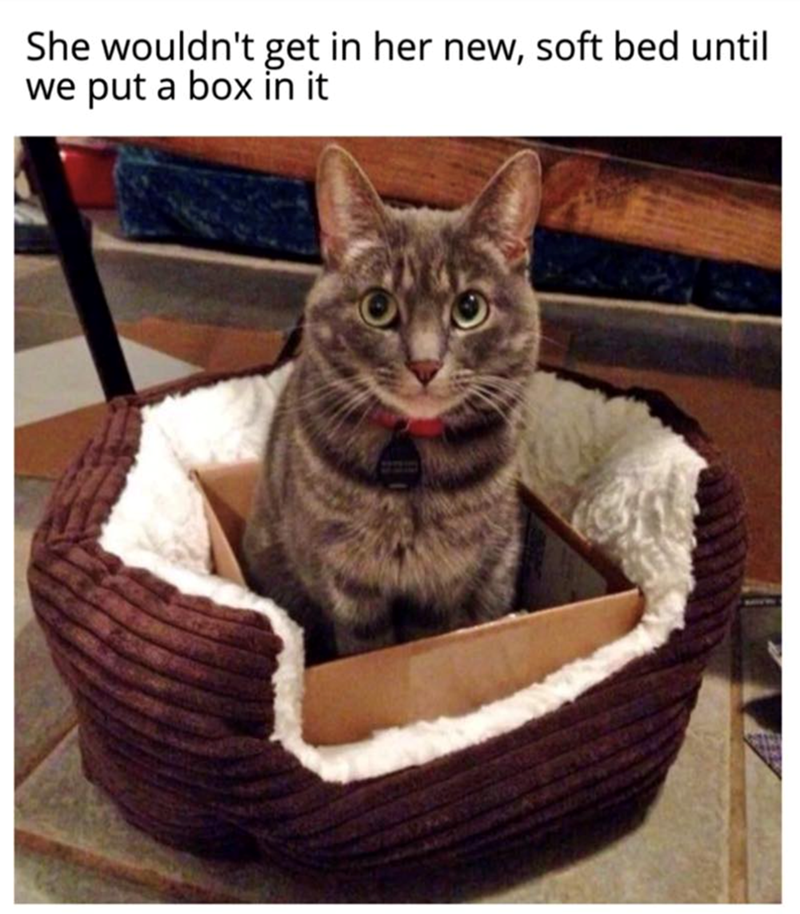 She wouldn't get in her new, soft bed until we put a box in it