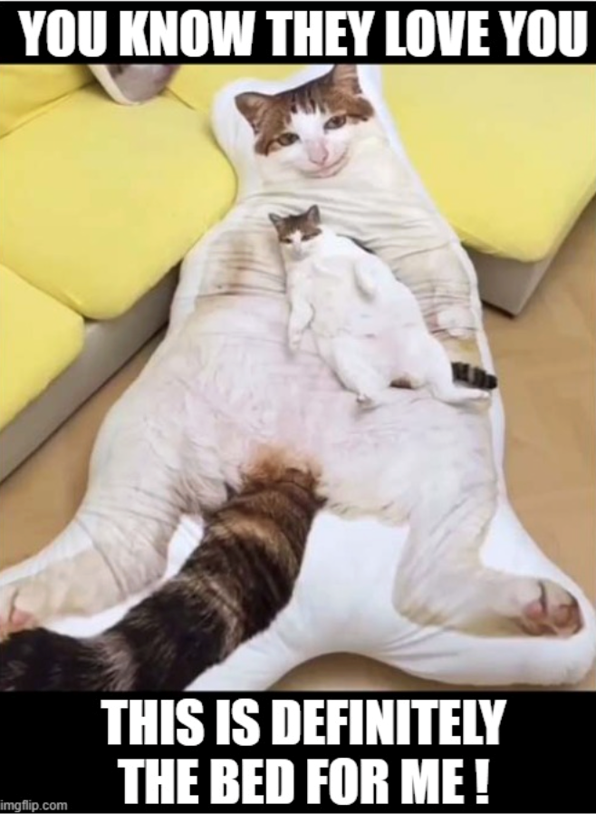 YOU KNOW THEY LOVE YOU imgflip.com THIS IS DEFINITELY THE BED FOR ME!