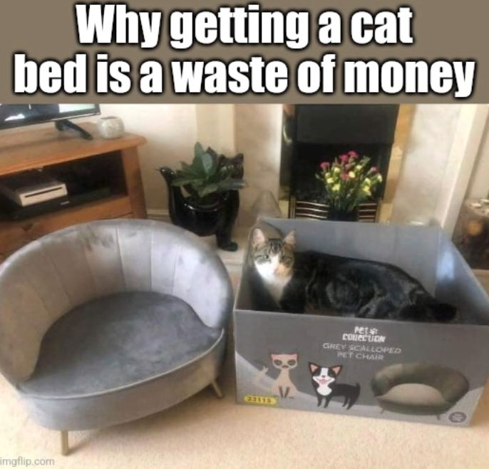 Why getting a cat bed is a waste of money imgflip.com 23115 Pet Conection GREY SCALLOPED PET CHAIR