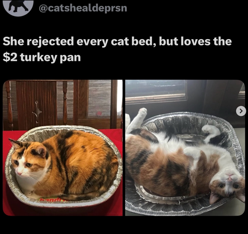 @catshealdeprsn She rejected every cat bed, but loves the $2 turkey pan >
