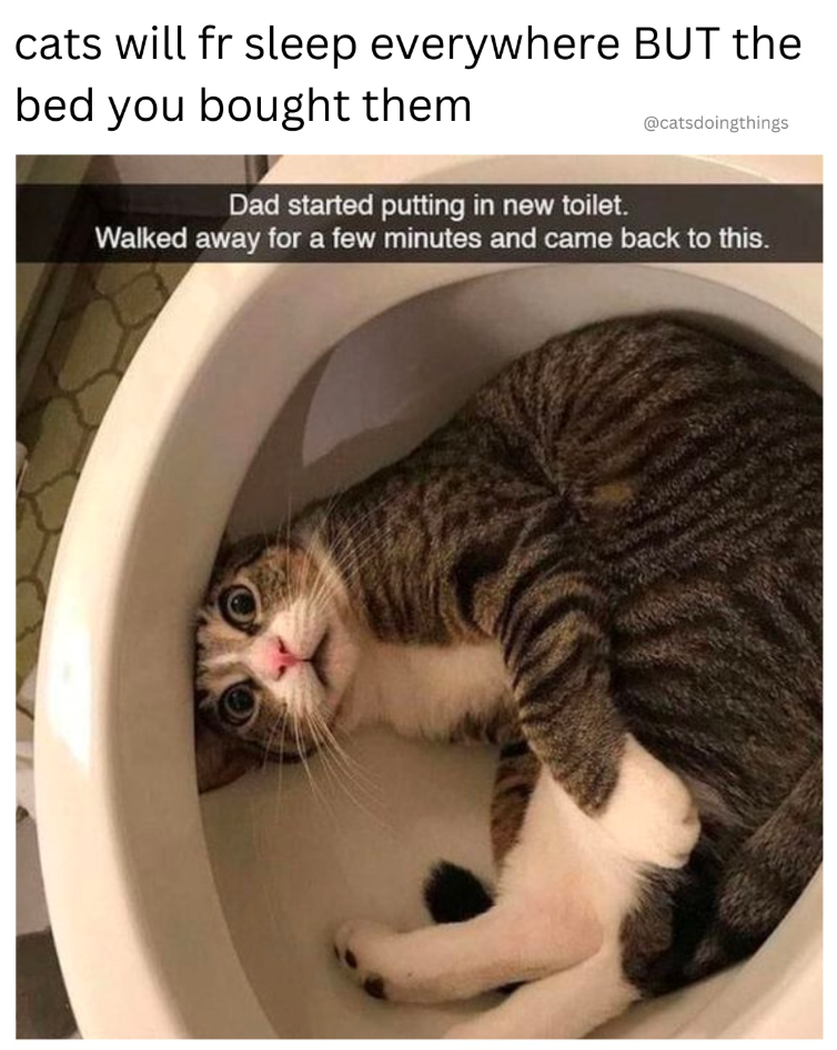 cats will fr sleep everywhere BUT the bed you bought them @catsdoingthings Dad started putting in new toilet. Walked away for a few minutes and came back to this.