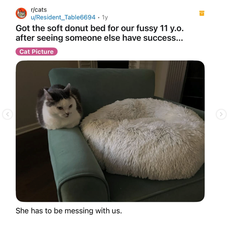 < r/cats u/Resident Table6694.1y Got the soft donut bed for our fussy 11 y.o. after seeing someone else have success... Cat Picture She has to be messing with us. <